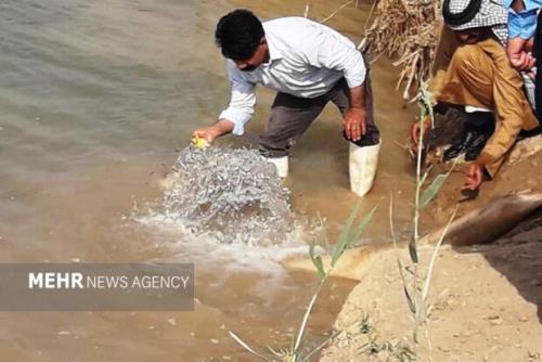 بیشتر از 5 هزار قطعه بچه ماهی در رودخانه دز رهاسازی شد