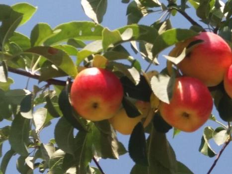 وزارت جهاد کشاورزی میوه را از واسطه ها نخرد